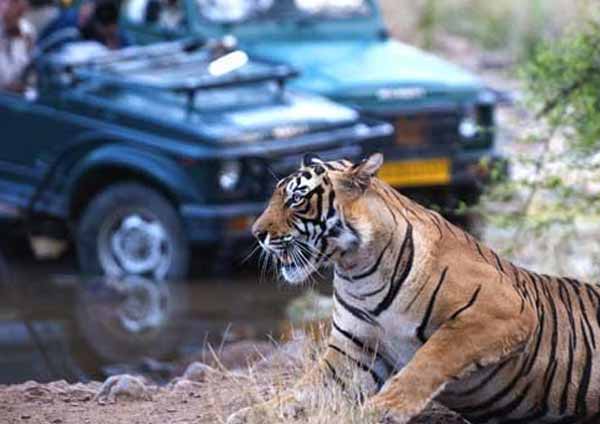 Ranthambore How to Reach