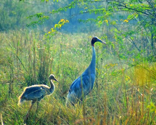 Wildlife Rajasthan Tour