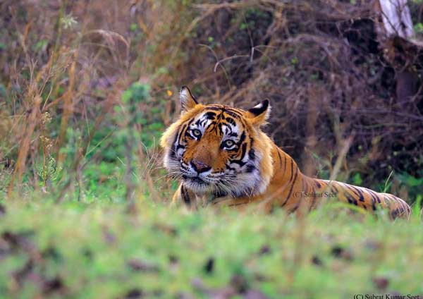 Safari in National Park