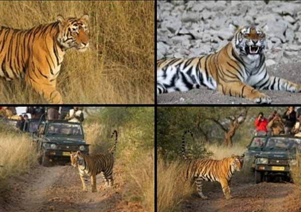 Safari Zones Ranthambore