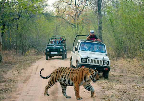 Ranthambore Tiger Safari