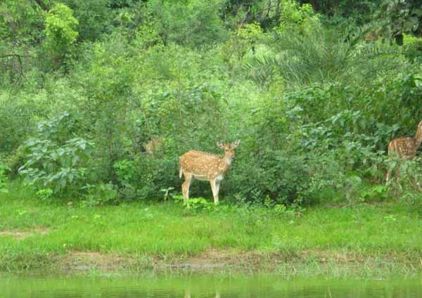 Ranthambore Flora and Fauna